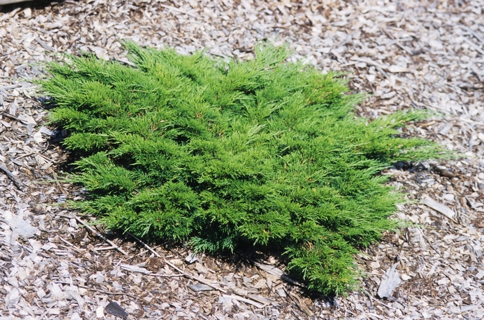 'Calgary Carpet&reg;' Juniper - Juniperus sabina from Paradise Acres Garden Center