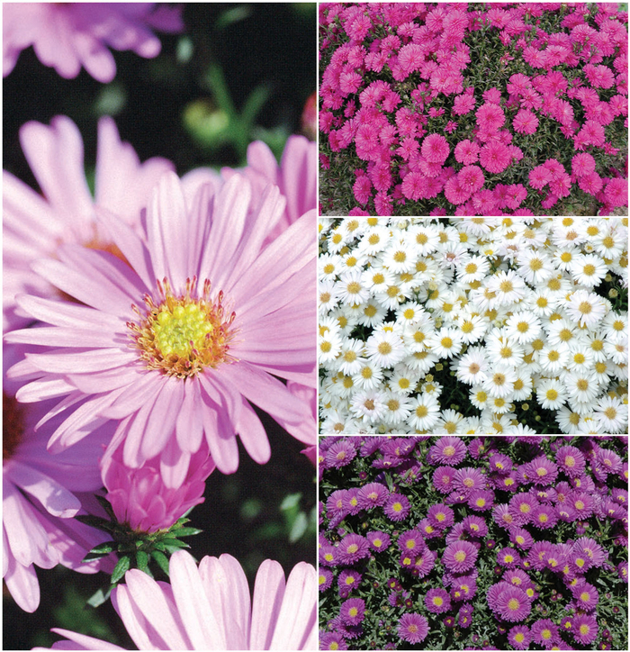 'Multiple Varieties' - Aster from Paradise Acres Garden Center