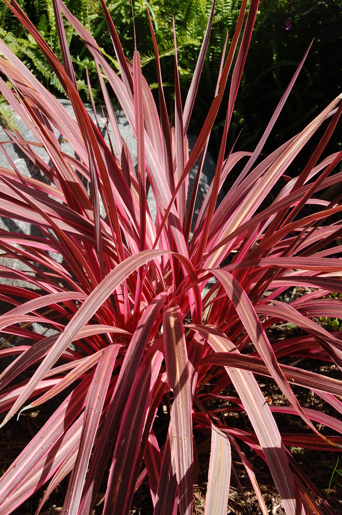 Electric Pink - Cordyline from Paradise Acres Garden Center