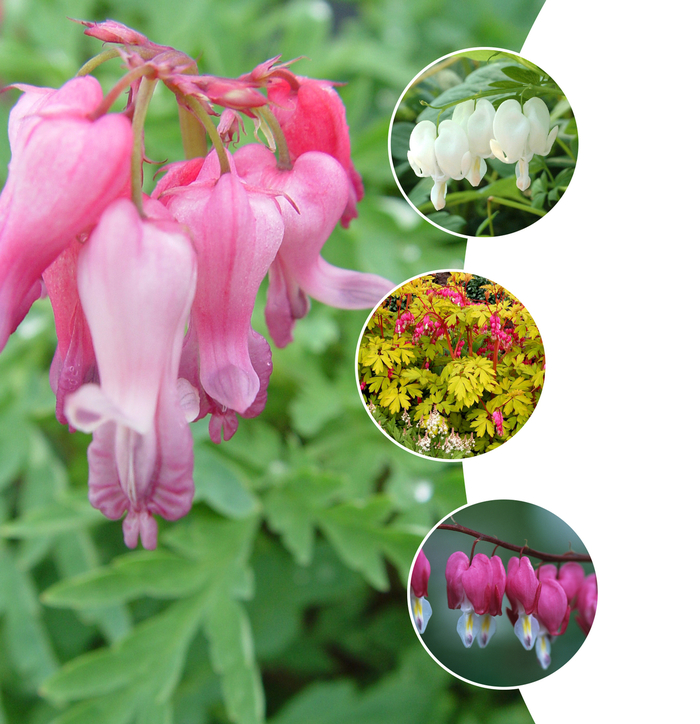 'Multiple Varieties' Bleeding Heart, Assorted - Dicentra from Paradise Acres Garden Center
