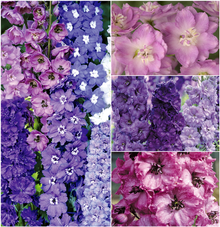 Multiple Varieties - Delphinium from Paradise Acres Garden Center