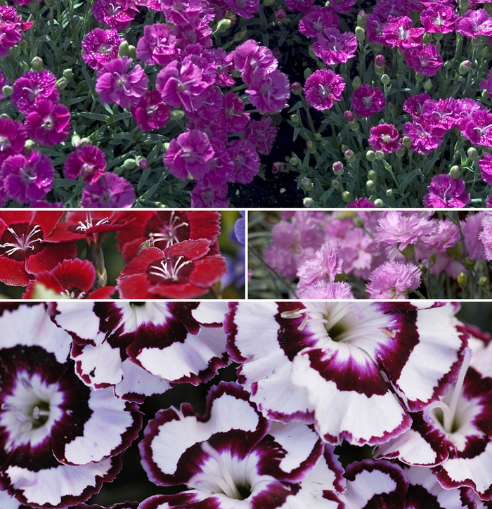 'Multiple Varieties' - Dianthus from Paradise Acres Garden Center