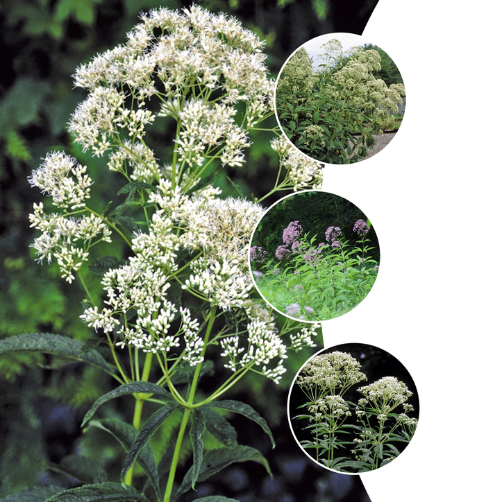 'Multiple Varieties' Joe-Pye - Eupatorium from Paradise Acres Garden Center