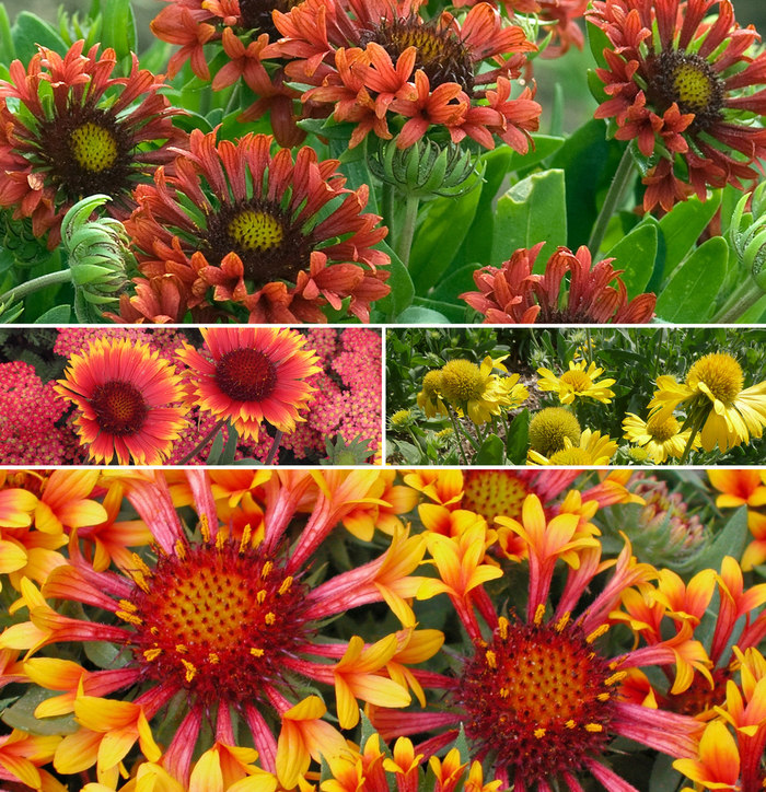 'Multiple Varieties' Assorted, Blanket Flower - Gaillardia from Paradise Acres Garden Center