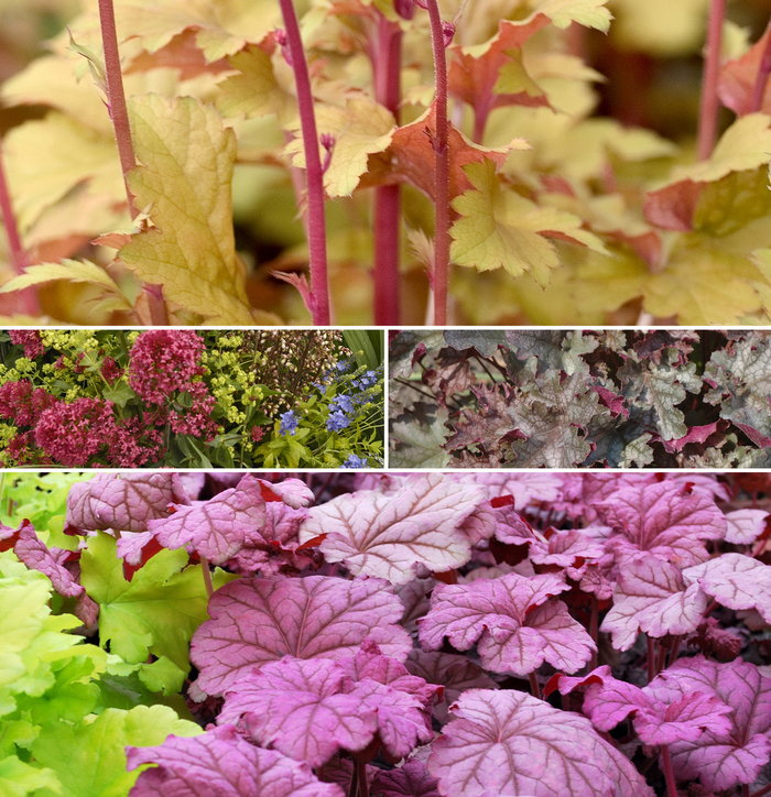 Assorted Coral Bells - Heuchera from Paradise Acres Garden Center