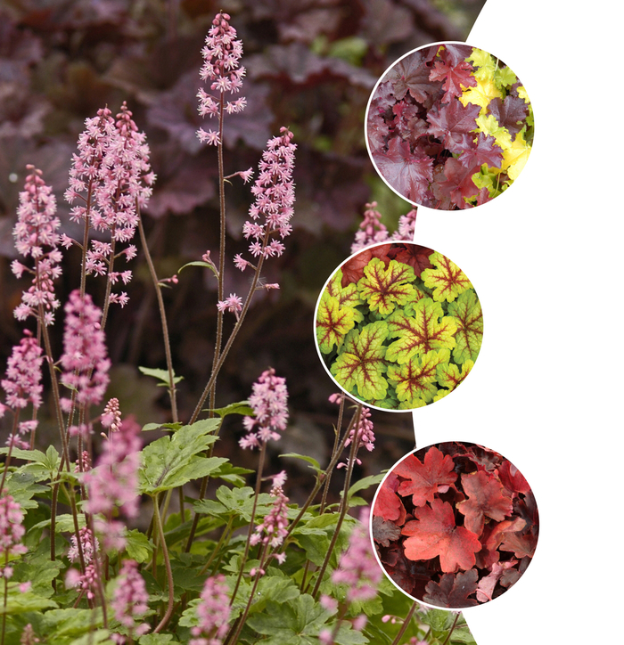 'Multiple Varieties' Assorted, Foamy Bells - Heucherella from Paradise Acres Garden Center
