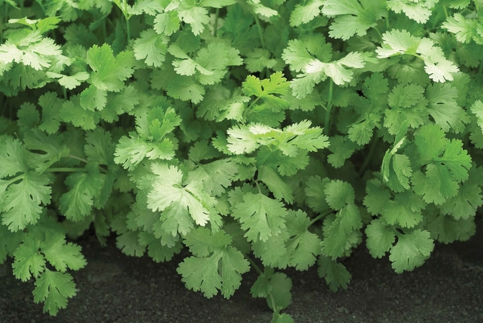 'Santo' Cilantro - Coriandrum sativum from Paradise Acres Garden Center