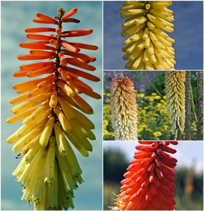'Multiple Varieties' Red Hot Poker - Kniphofia from Paradise Acres Garden Center