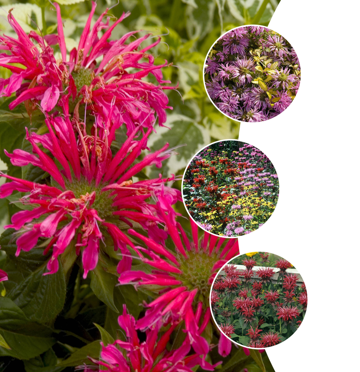 'Multiple Varieties' Bee Balm - Monarda from Paradise Acres Garden Center
