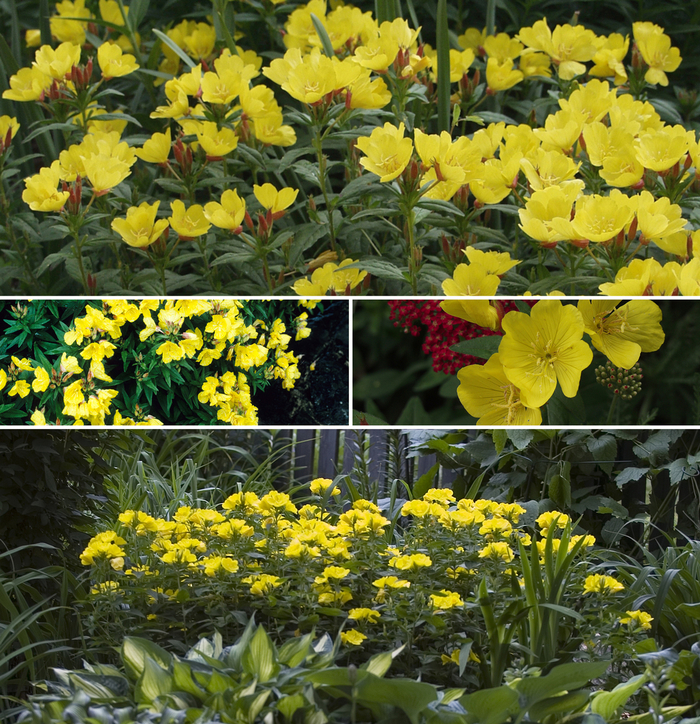 'Multiple Varieties' Sundrops - Oenothera from Paradise Acres Garden Center