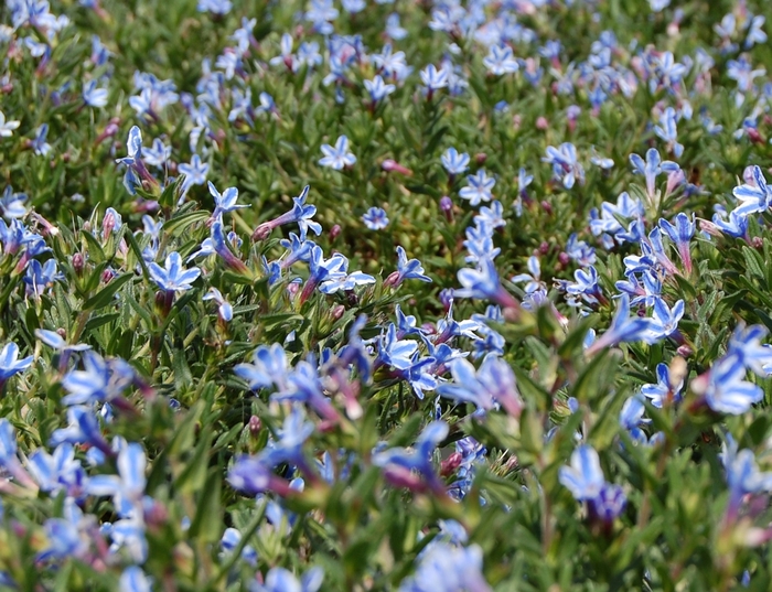 'Blue Star' Alpine - Lithodora diffusa from Paradise Acres Garden Center