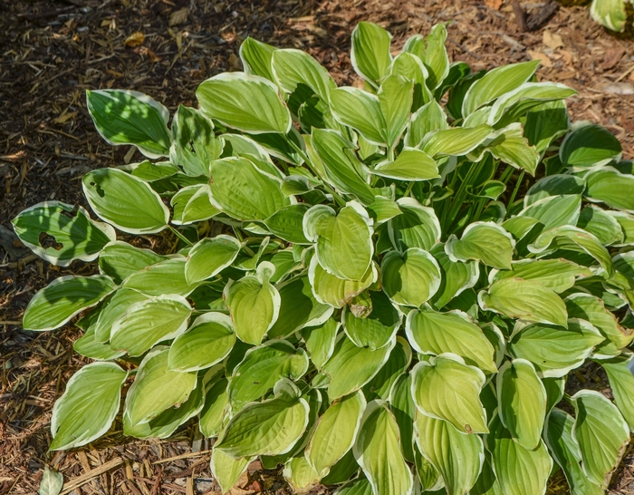 'So Sweet' Hosta, Plantain Lily - Hosta from Paradise Acres Garden Center