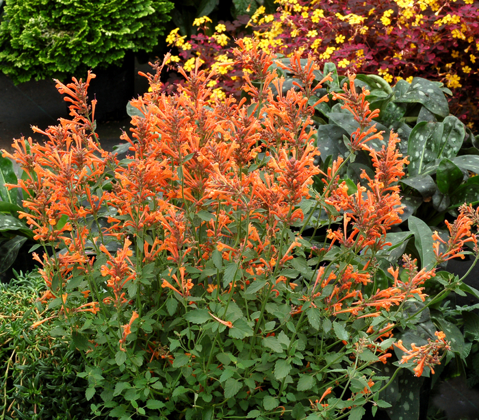 Kudos&trade; 'Mandarin' - Agastache (Hummingbird mint) from Paradise Acres Garden Center