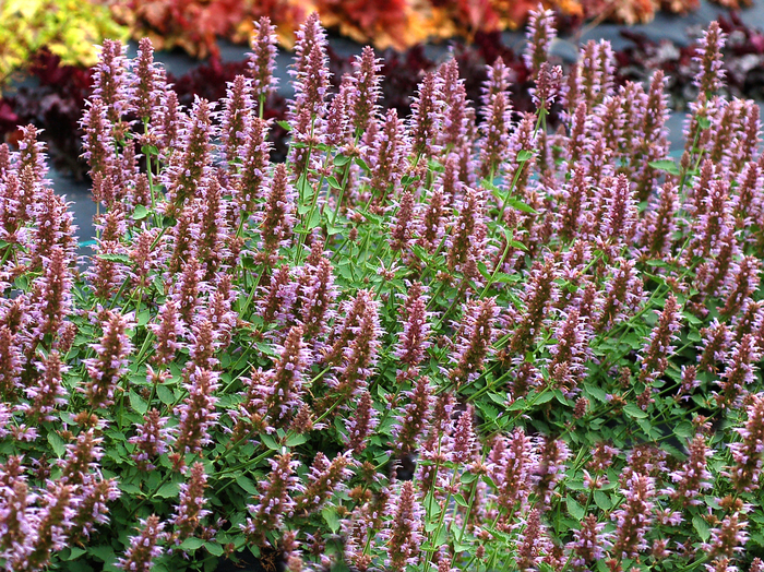 Kudos™ 'Silver Blue' - Agastache (Hummingbird mint) from Paradise Acres Garden Center