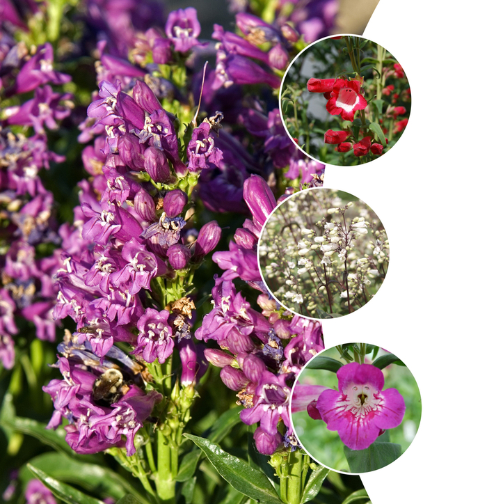 'Multiple Varieties' Assorted, Penstemon - Penstemon from Paradise Acres Garden Center
