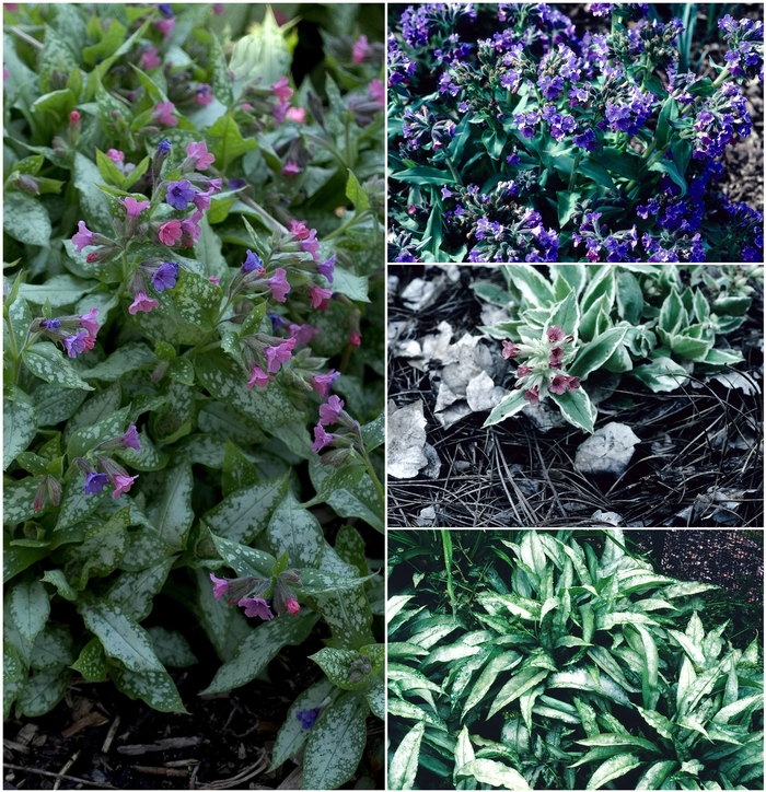 'Multiple Varieties' Assorted, Lungwort - Pulmonaria saccharata from Paradise Acres Garden Center