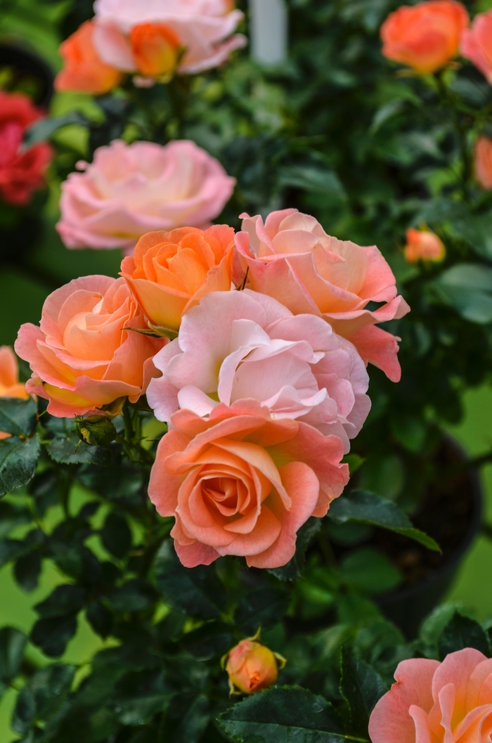 'Peach Drift&reg;' Rose - Rosa from Paradise Acres Garden Center