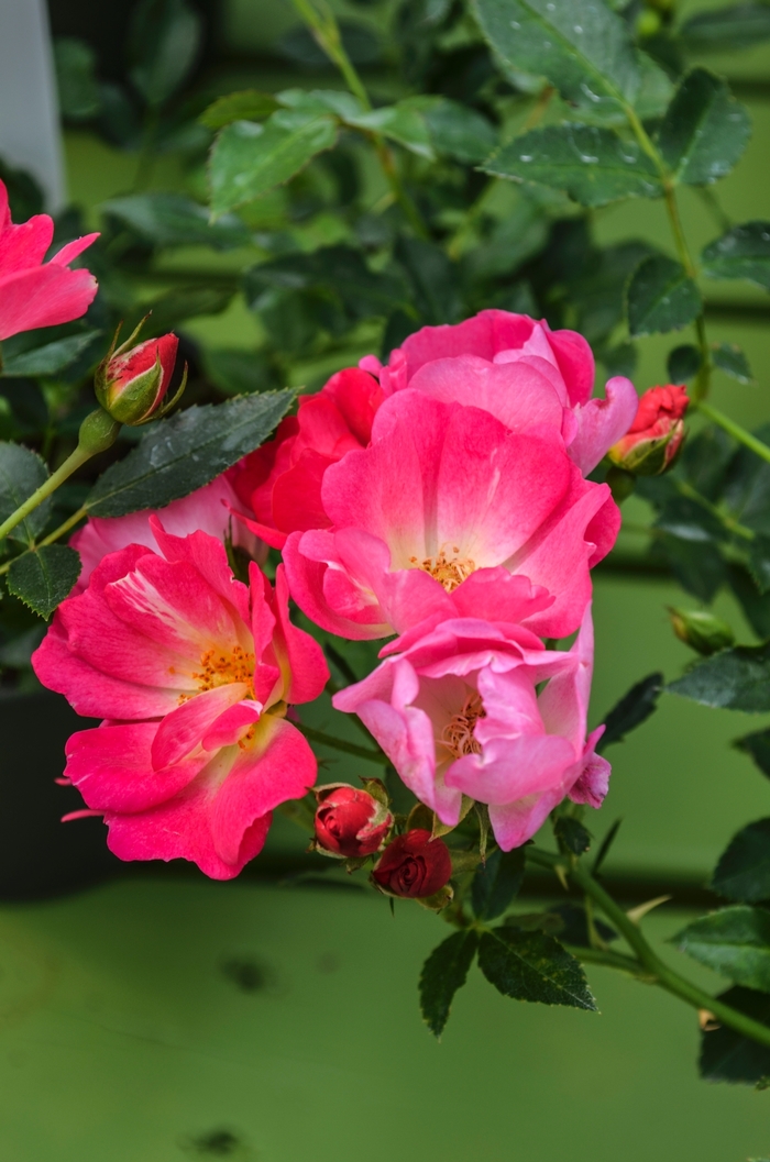 'Pink Drift&reg;' Rose - Rosa from Paradise Acres Garden Center