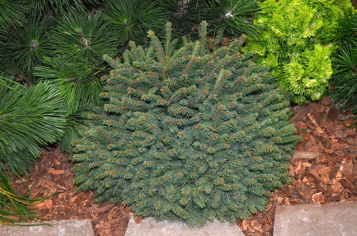 'Elegans' Dwarf Norway Spruce - Picea abies from Paradise Acres Garden Center