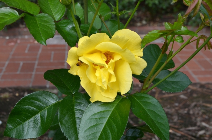 Kolorscape&reg; 'Lemon Fizz&trade;' - Rosa (Rose) from Paradise Acres Garden Center
