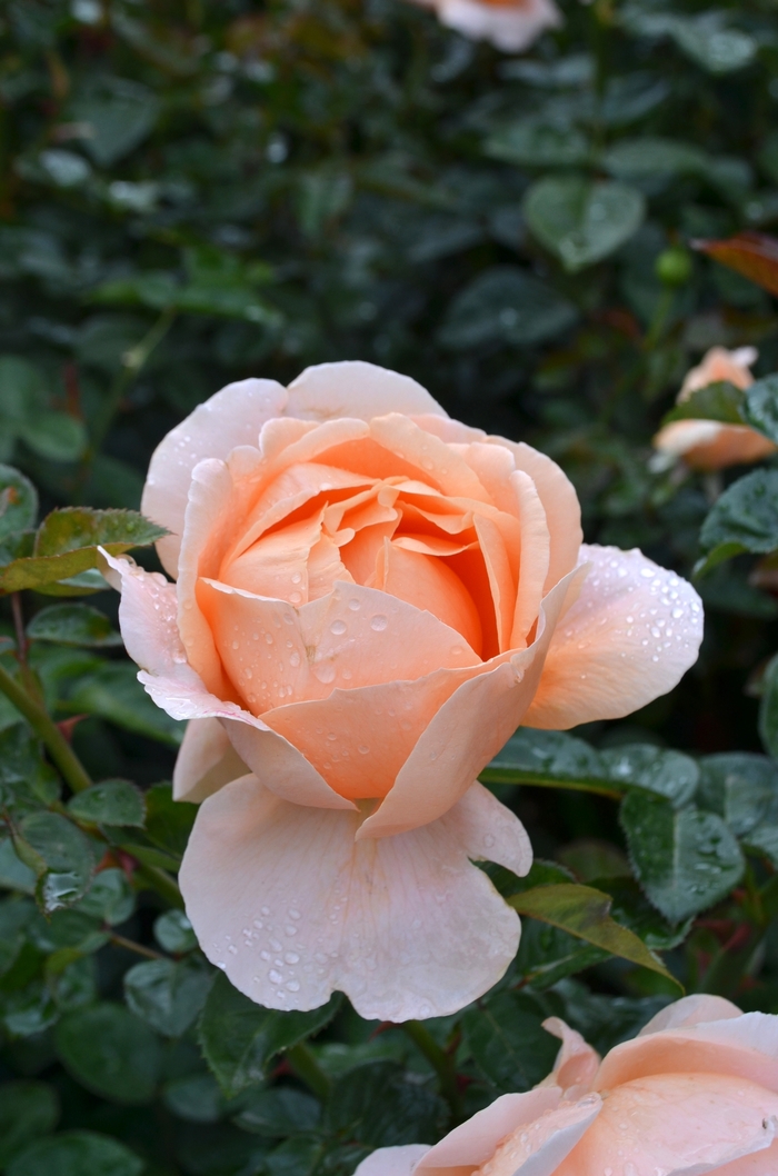 'Abbaye de Cluny&trade;' Hybrid Tea Rose - Rosa from Paradise Acres Garden Center
