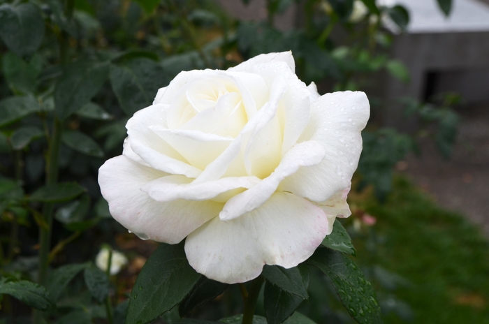 'Sugar Moon' Rose - Rosa from Paradise Acres Garden Center
