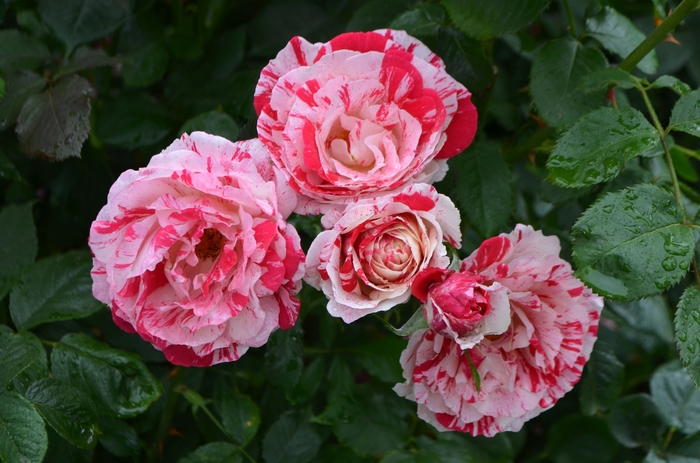 'Scentimental&trade;' Rose - Rosa from Paradise Acres Garden Center
