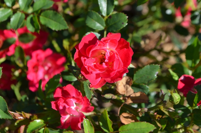 'Red Drift&reg;' Rose - Rosa from Paradise Acres Garden Center