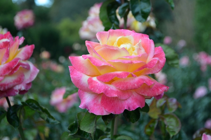 Love & Peace&reg; Hybrid Tea Rose - Rosa from Paradise Acres Garden Center