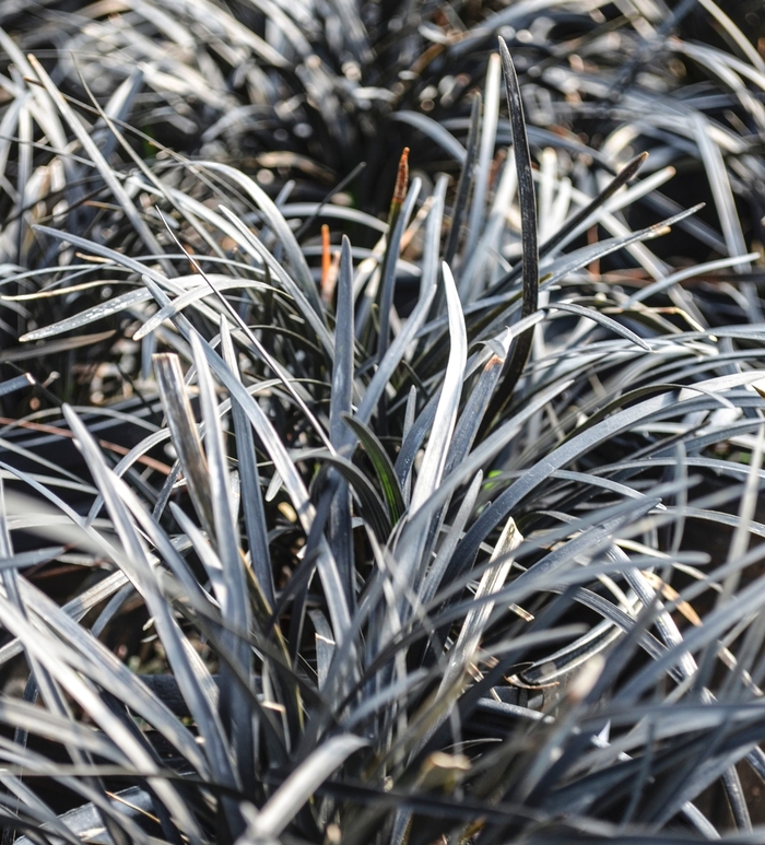'Nigrescens' Black Mondo Grass - Ophiopogon planiscapus from Paradise Acres Garden Center