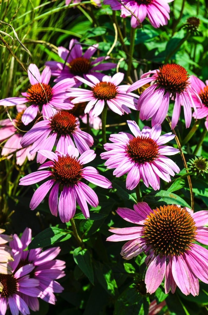 'Magnus' Coneflower - Echinacea purpurea from Paradise Acres Garden Center