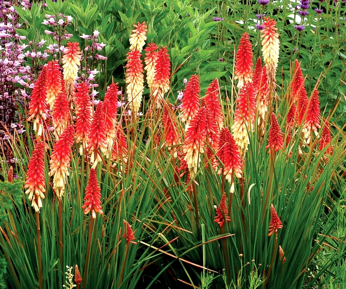 Popsicle&trade; 'Orange Vanilla' - Kniphofia from Paradise Acres Garden Center
