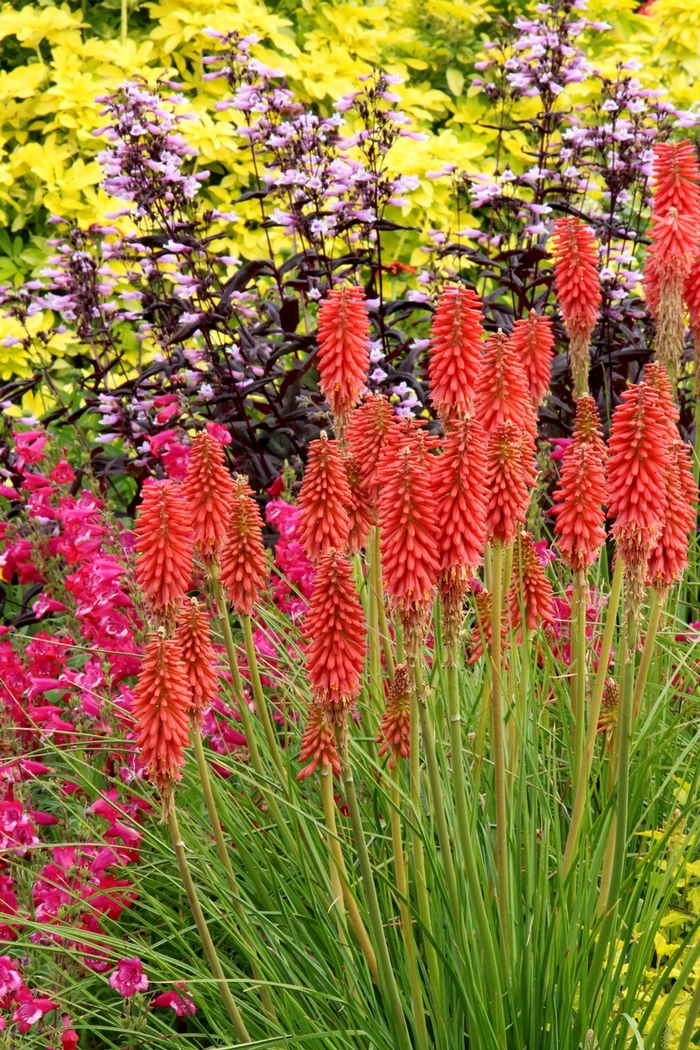 Popsicle&trade; 'Redhot' - Kniphofia (Red Hot Poker) from Paradise Acres Garden Center