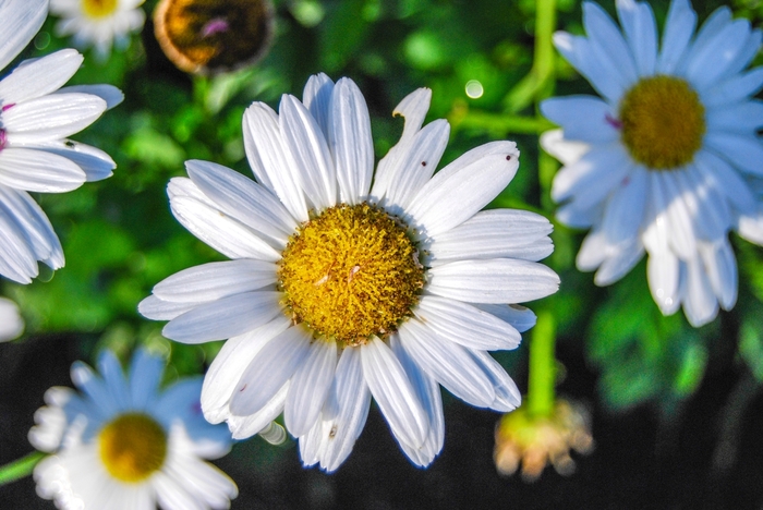 'Snow Lady' Shasta Daisy - Leucanthemum x superbum from Paradise Acres Garden Center