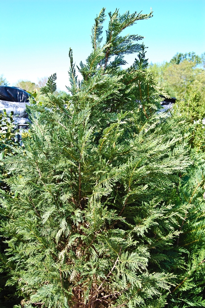Leyland Cypress - Cupressocyparis leylandii from Paradise Acres Garden Center