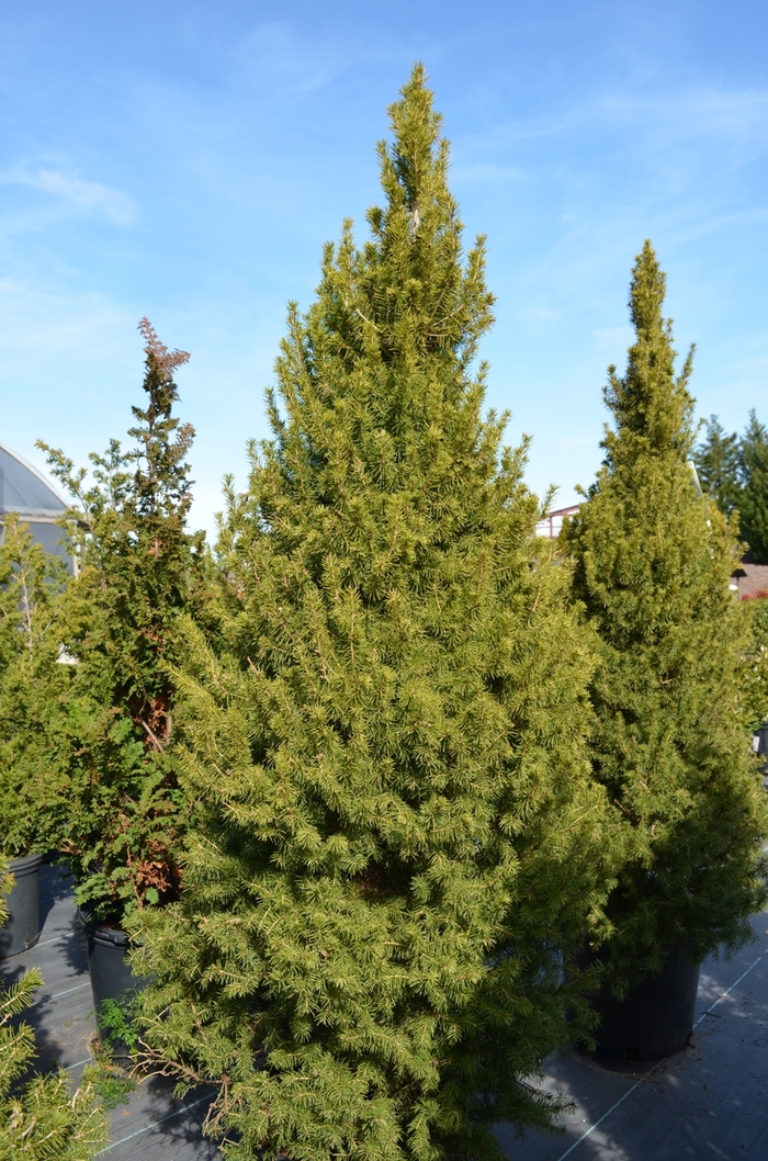 'Conica' White Spruce - Picea glauca from Paradise Acres Garden Center