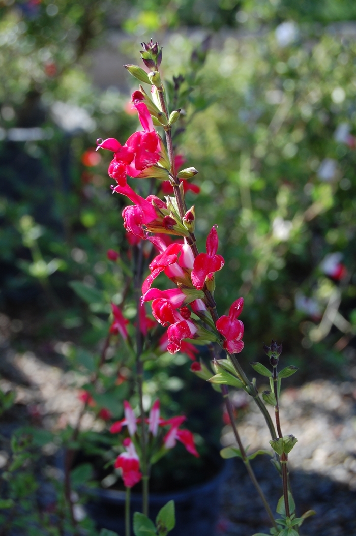 'Hot Lips' Sage - Salvia microphylla from Paradise Acres Garden Center