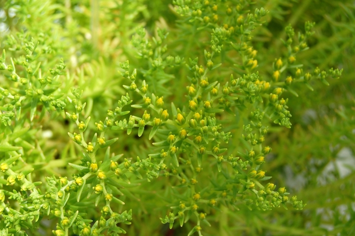 'Lemon Ball' Stonecrop - Sedum mexicanum from Paradise Acres Garden Center
