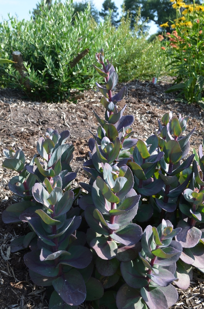 SunSparkler&reg; 'Blue Pearl' - Sedum (Stonecrop) from Paradise Acres Garden Center