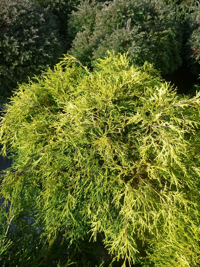 'Sungold' Japanese Falsecypress - Chamaecyparis pisifera from Paradise Acres Garden Center