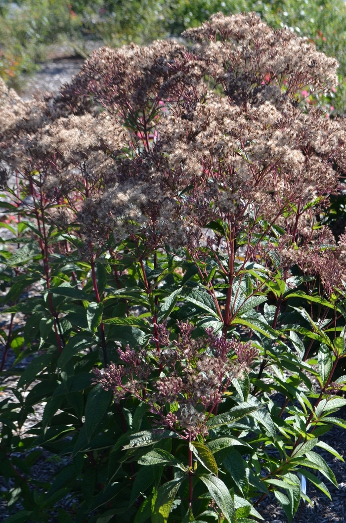 'Baby Joe' Joe Pye Weed - Eupatorium dubium from Paradise Acres Garden Center
