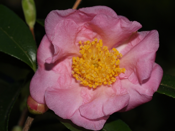 'Winter's Joy' - Camellia from Paradise Acres Garden Center