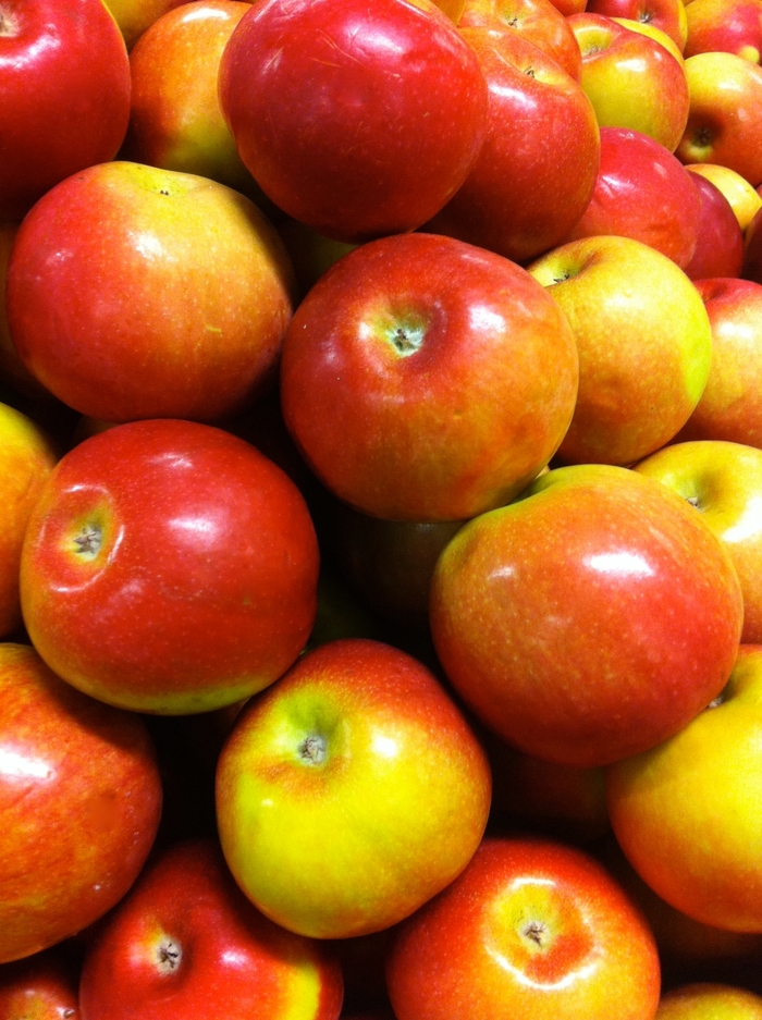 'McIntosh' Apple - Malus domestica from Paradise Acres Garden Center