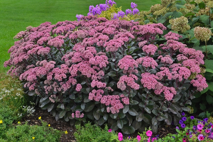 Rock 'N Grow&reg; 'Maestro' - Sedum (Stonecrop) from Paradise Acres Garden Center