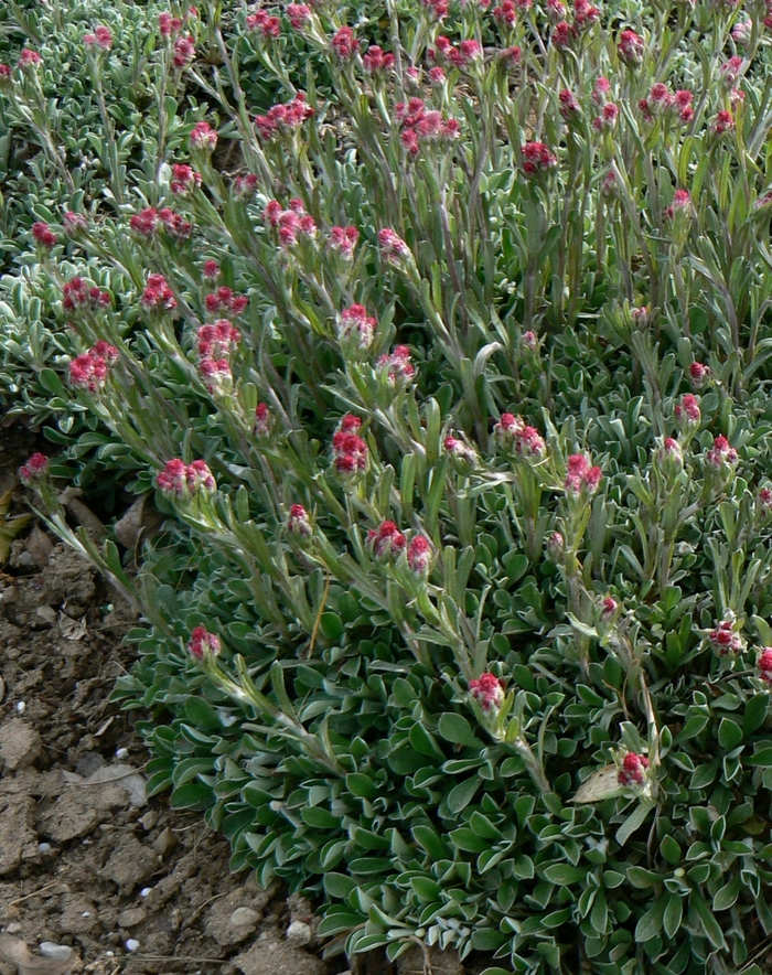 'Rubra' Pink Pussytoes - Antennaria dioica from Paradise Acres Garden Center