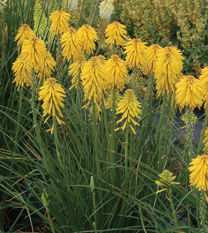 Popsicle&trade; 'Banana' - Kniphofia (Dwarf Red Hot Poker) from Paradise Acres Garden Center
