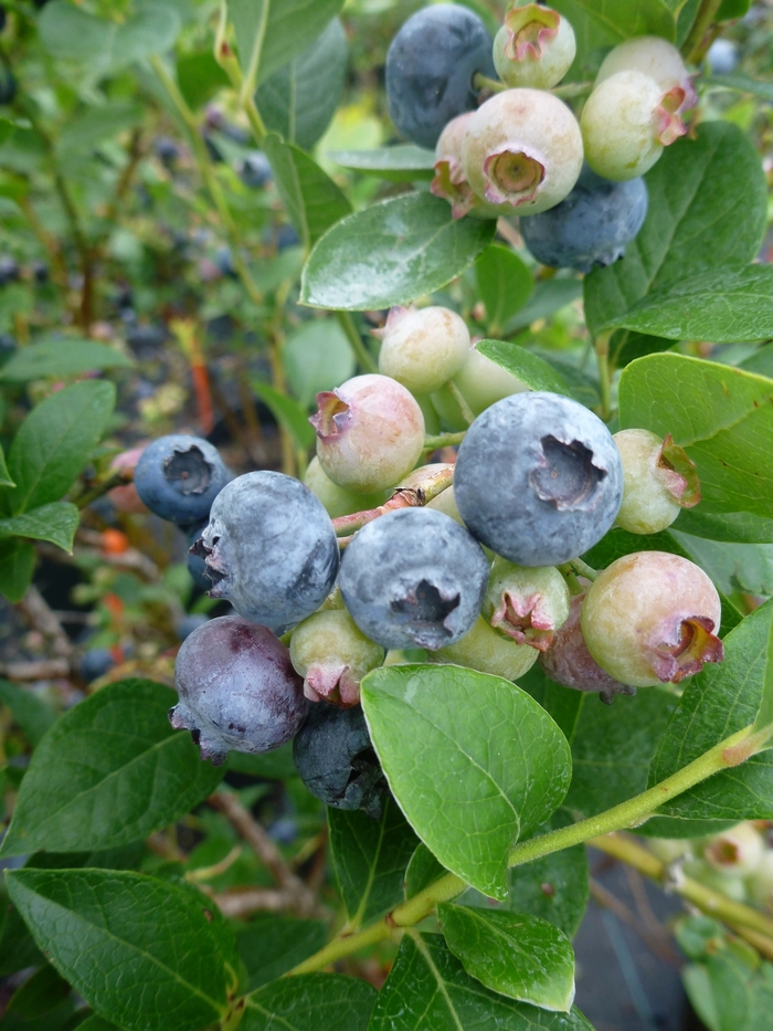 'Reka' Blueberry - Vaccinium corymbosum from Paradise Acres Garden Center