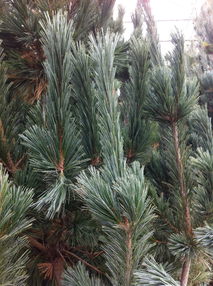 'Vanderwolf's Pyramid' Limber Pine - Pinus flexilis from Paradise Acres Garden Center
