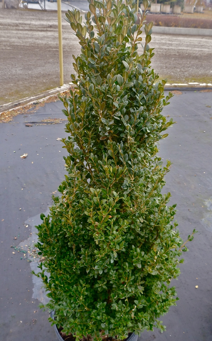 'Green Mountain' Boxwood - Buxus from Paradise Acres Garden Center