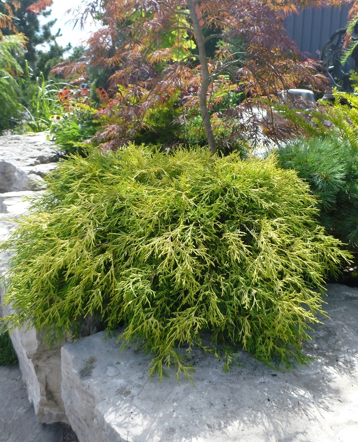 'Sungold' Japanese Falsecypress - Chamaecyparis pisifera from Paradise Acres Garden Center